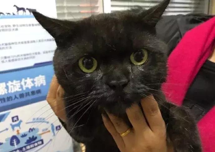 流浪猫被困25米树梢八天七夜,猫咪奄奄一息24小时突然活下来了