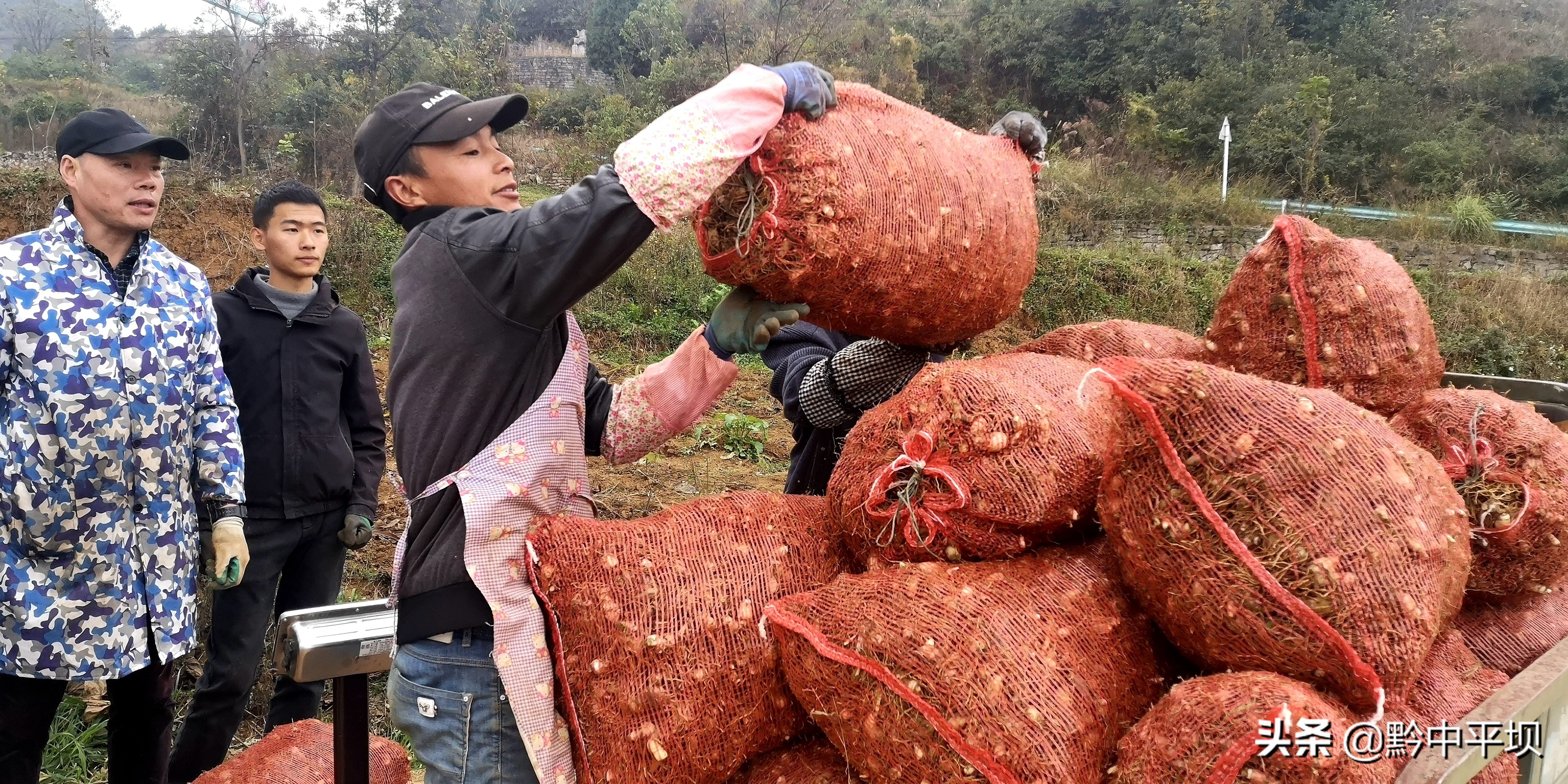 千亩药材获丰收拓展藏乡致富路,5万亩紫花苜蓿铺就群众致富路