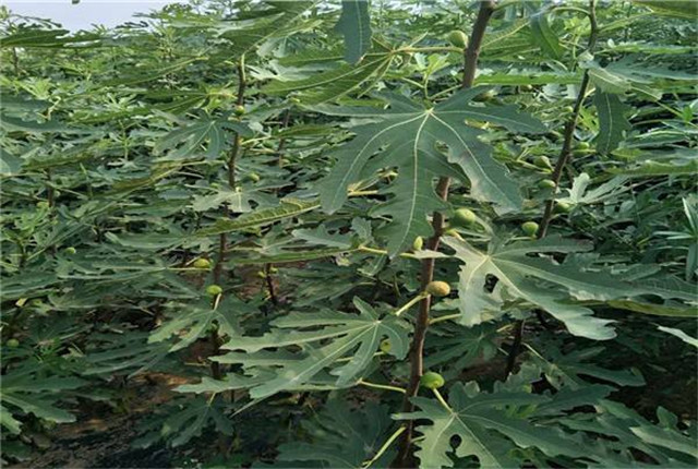 无花果种植技术和管理方法,无花果种植技术和管理