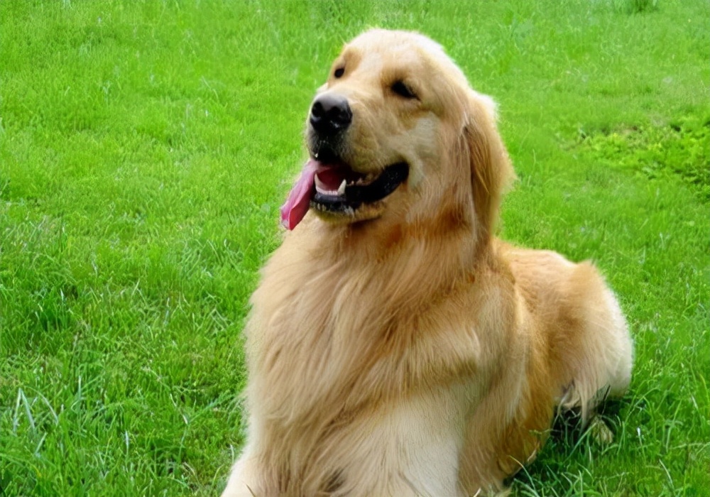 家里小狗有皮肤病怎么办,小狗奶癣怎么治才能除根