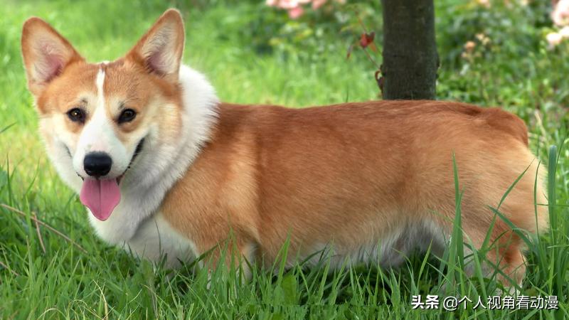 火影忍者卡卡西忍犬的照片,火影忍者中的八忍犬原型品种介绍