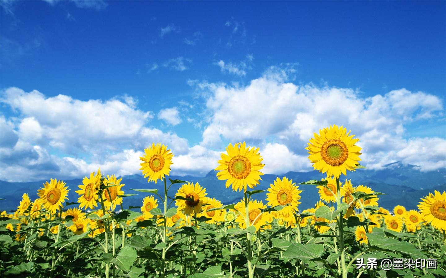 向日葵如何拍摄出好看的效果,向日葵拍摄技巧