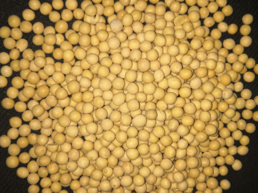 猪采食量上不去是什么原因,生猪吃食减量是怎么回事