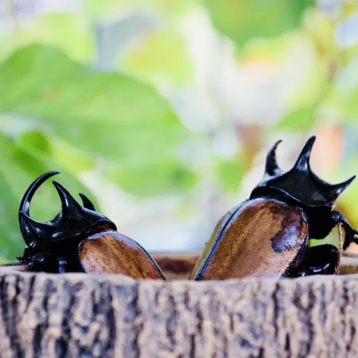 厦门夏令营走进大自然活动,厦门广电研学夏令营