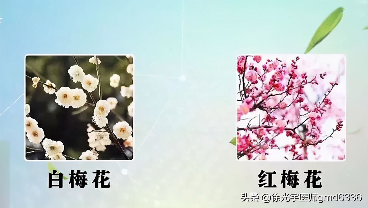 中医药治疗甲状腺结节,有甲状腺结节要疏肝理气用哪些药