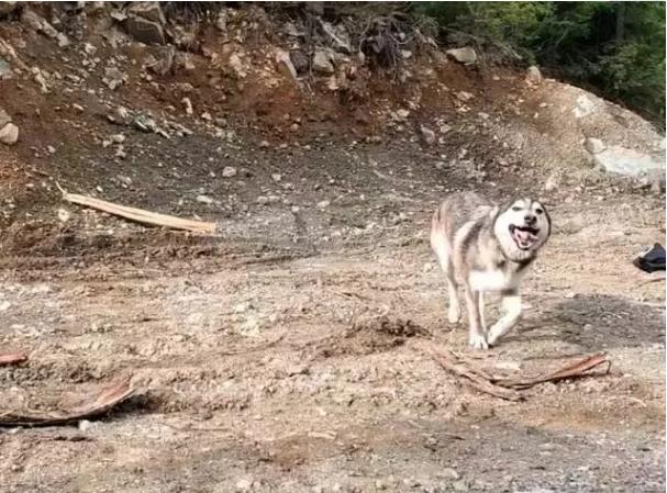 主人回家后发现哈士奇不见了,美国夫妻被抓救出两条狗