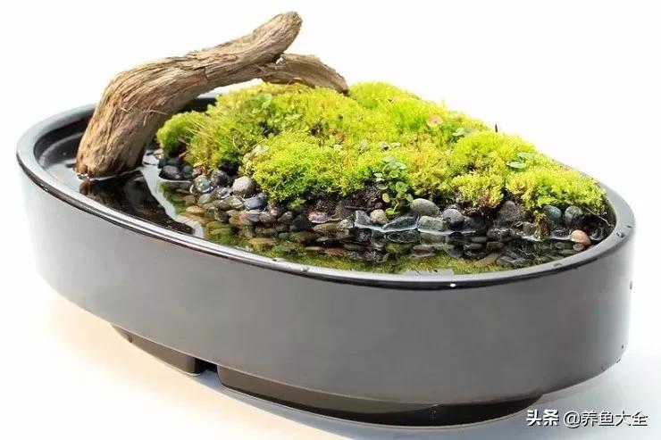 什么金鱼好养又好看,养哪种金鱼又好看又好养