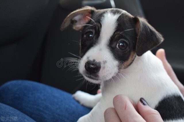 狗狗身上有圆圆的结痂底下有脓水,狗狗结石尿尿有脓一样的黄色粘液