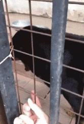 新婚快乐搞笑gif,gif搞笑动图合集图