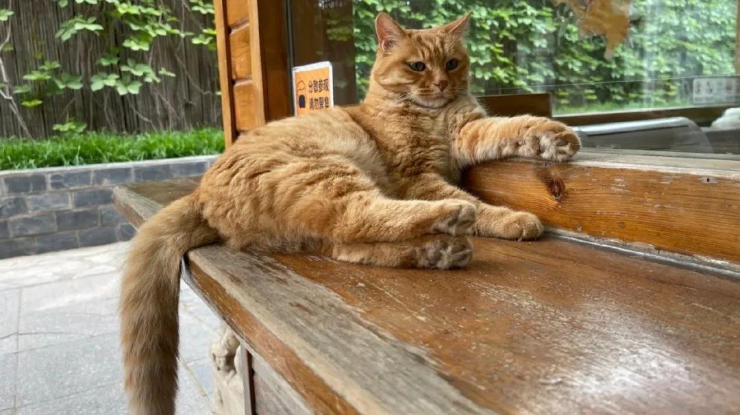 米麒麟：我掉缸怎么了？