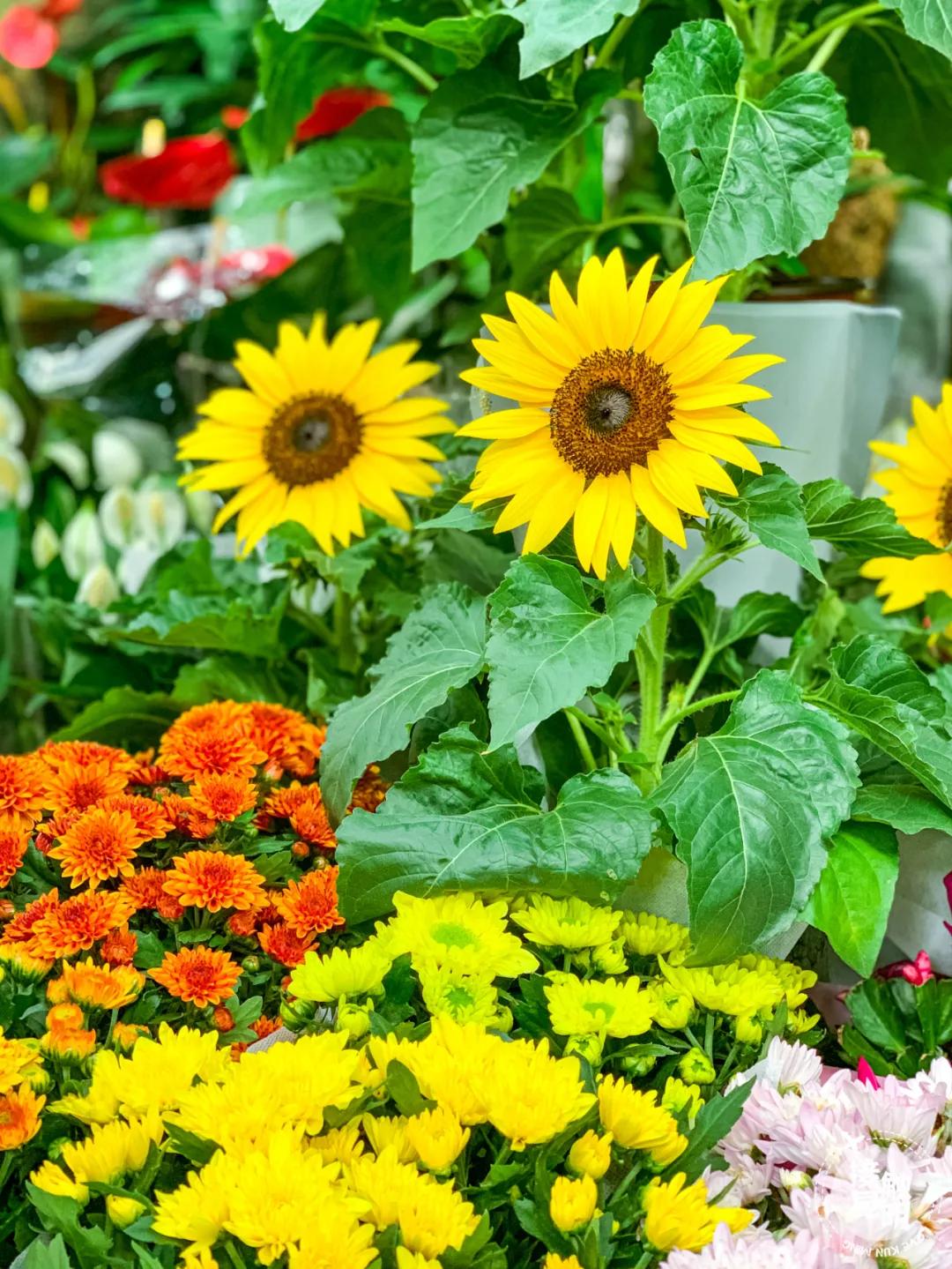 昆明鲜花进货渠道,昆明尚义花市