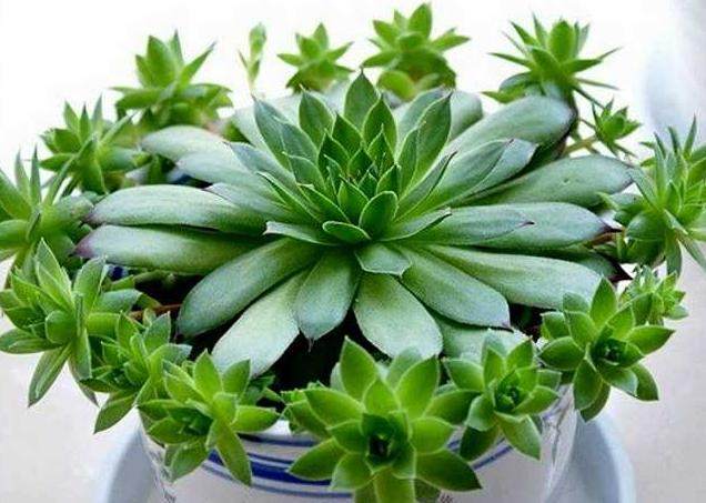 8月份养蟹爪兰要注意什么,8月份养兰花怎样管理呢