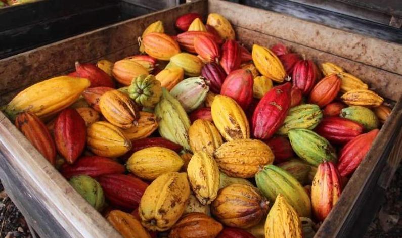 可可市场价格,可可期货最新走势分析