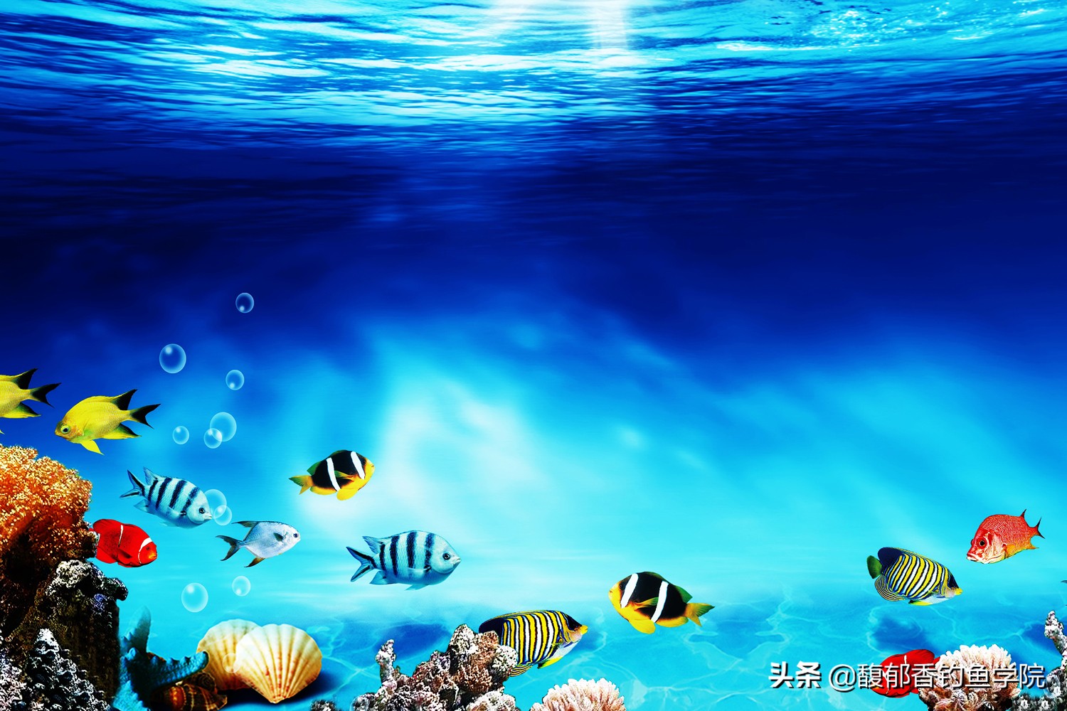 鱼聚在一起是怎么了,鱼为什么会聚集在一起