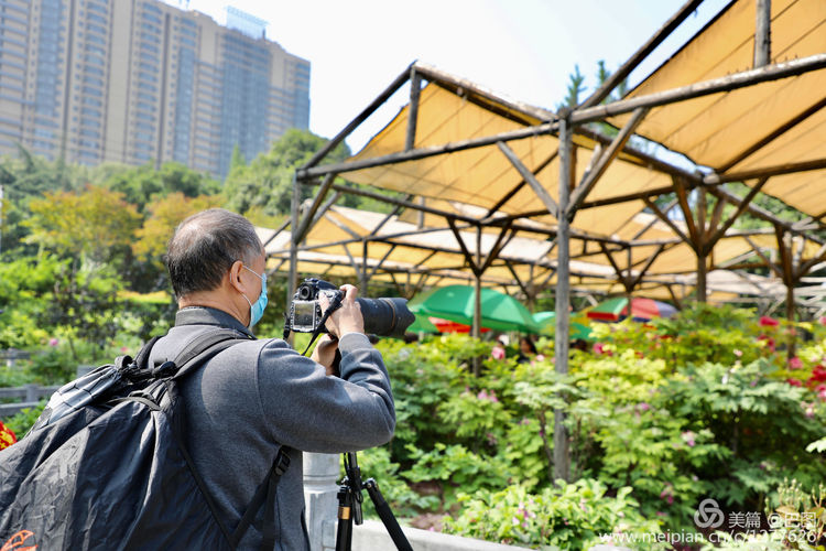 看洛阳牡丹花卉节,洛阳古都牡丹花展