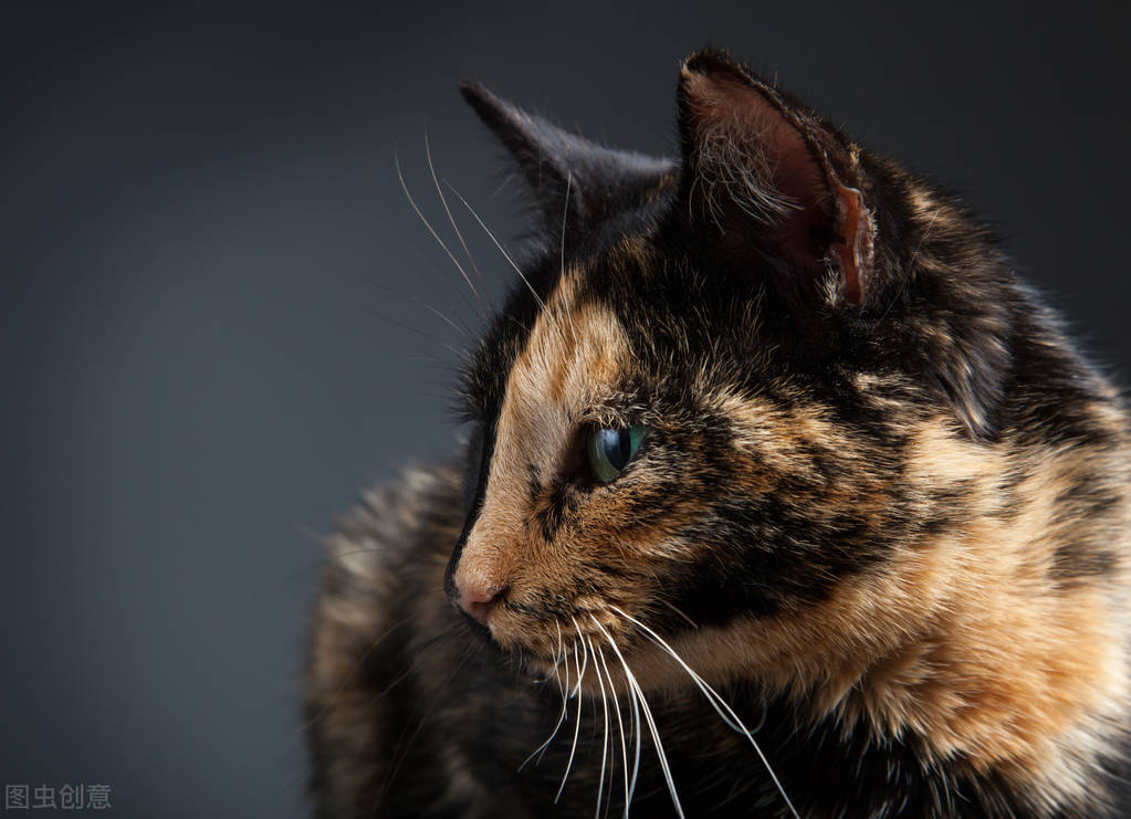 甯歌鐨勪竷绉嶄腑鍗庣敯鍥尗闆呯О,涓崕鐢板洯鐚彜浠g殑闆呯О鏈夊濂藉惉