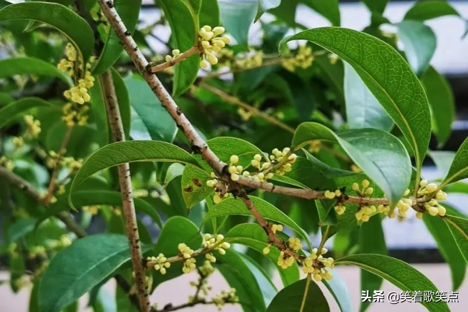 小小说生活元素,小小说简单生活