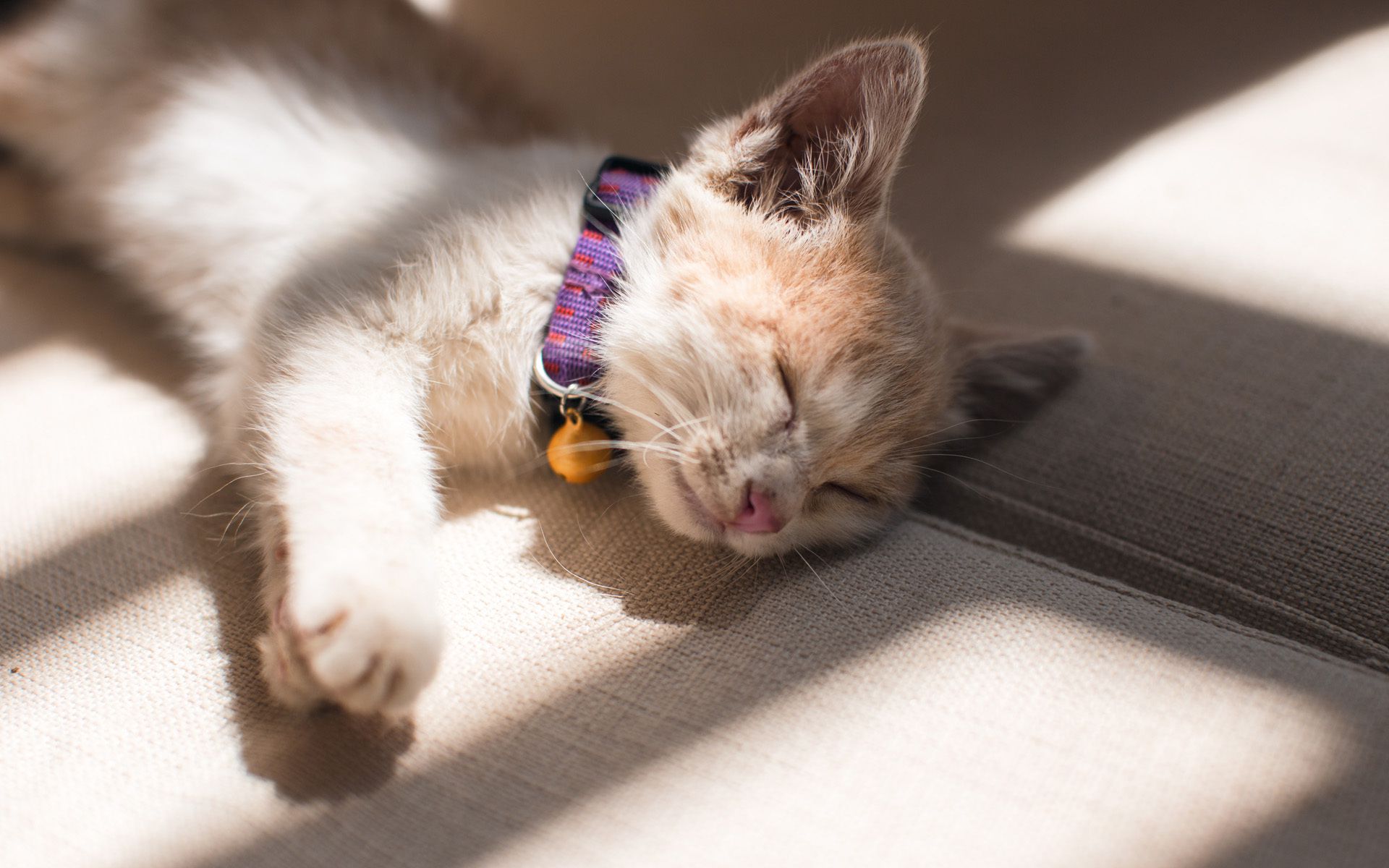 猫咪冬天会怕冷吗,有毛不耐寒的动物