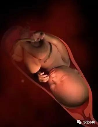 孕期胎儿成长图鉴,孕期胚胎成长图片