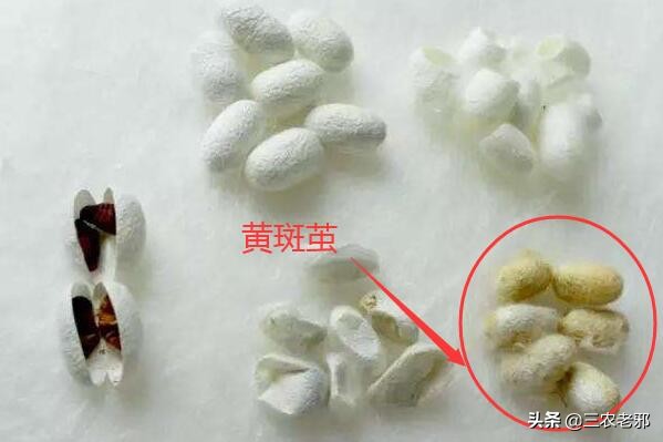 养蚕如何预防中毒,桑园虫害防治