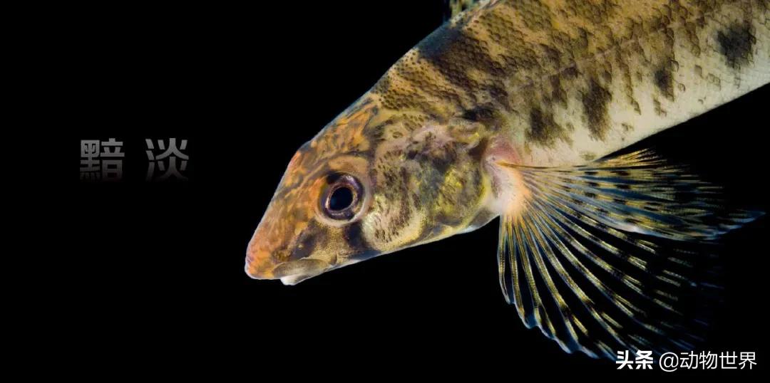 国际珍稀动物保护日-如何拯救那些正在从世界上逐渐消失的物种