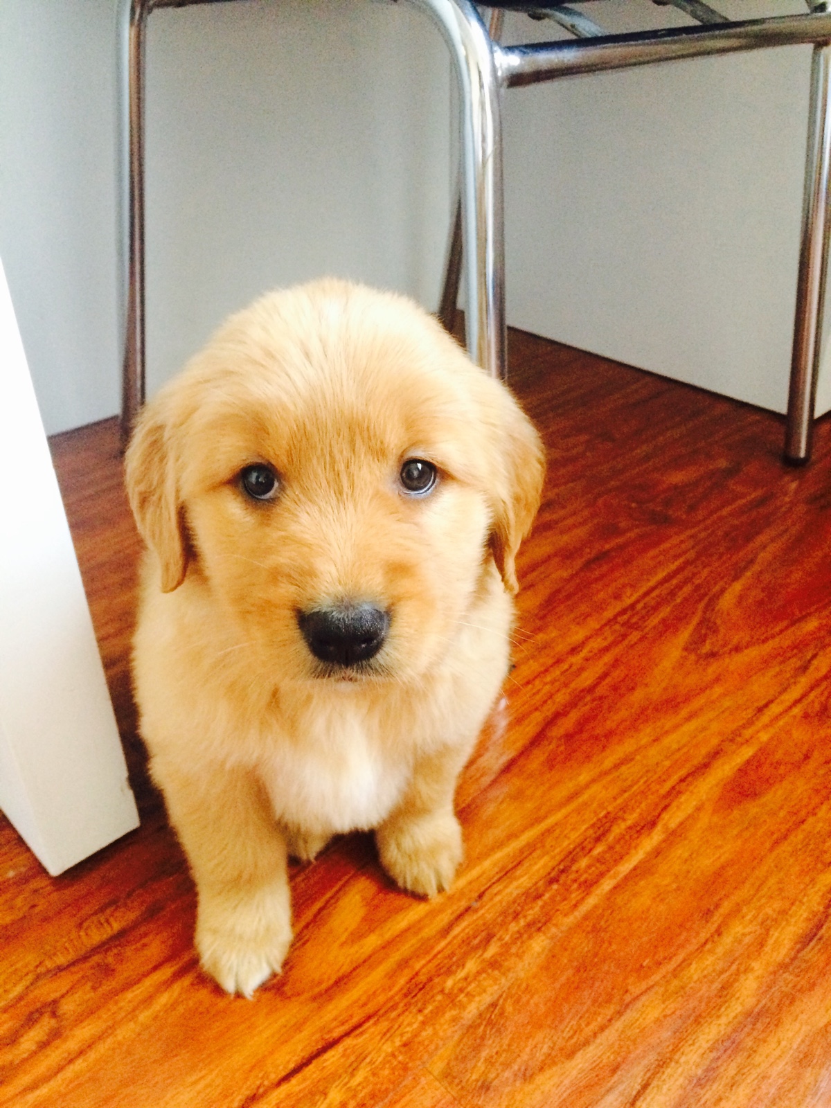 狗狗长大脾气暴躁咬人怎么回事,狗狗性格突然变得暴躁易怒爱咬狗