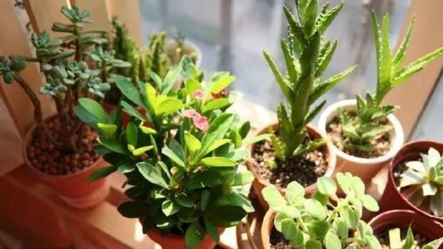 花盆里生虫子用什么药可治,花盆里生蚯蚓什么预兆