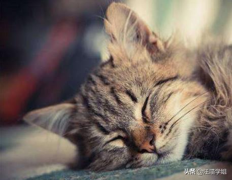 肠套叠猫咪是突发的么,猫咪一般情况下会得肠套叠吗