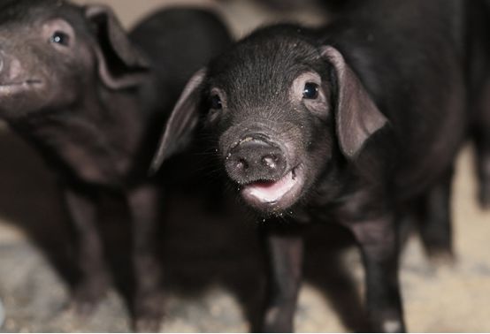 网易丁磊不为人知的秘密,网易上市丁磊现场