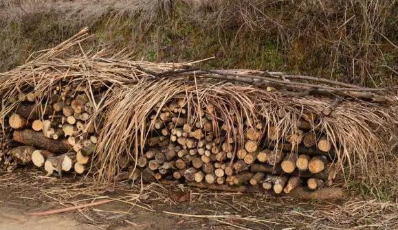 有人收玉米芯吗多少钱一斤,有人专门去农村收旧木头