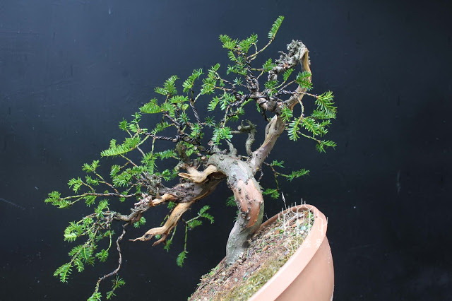 盆景改变造型,红豆杉老桩盆景造型