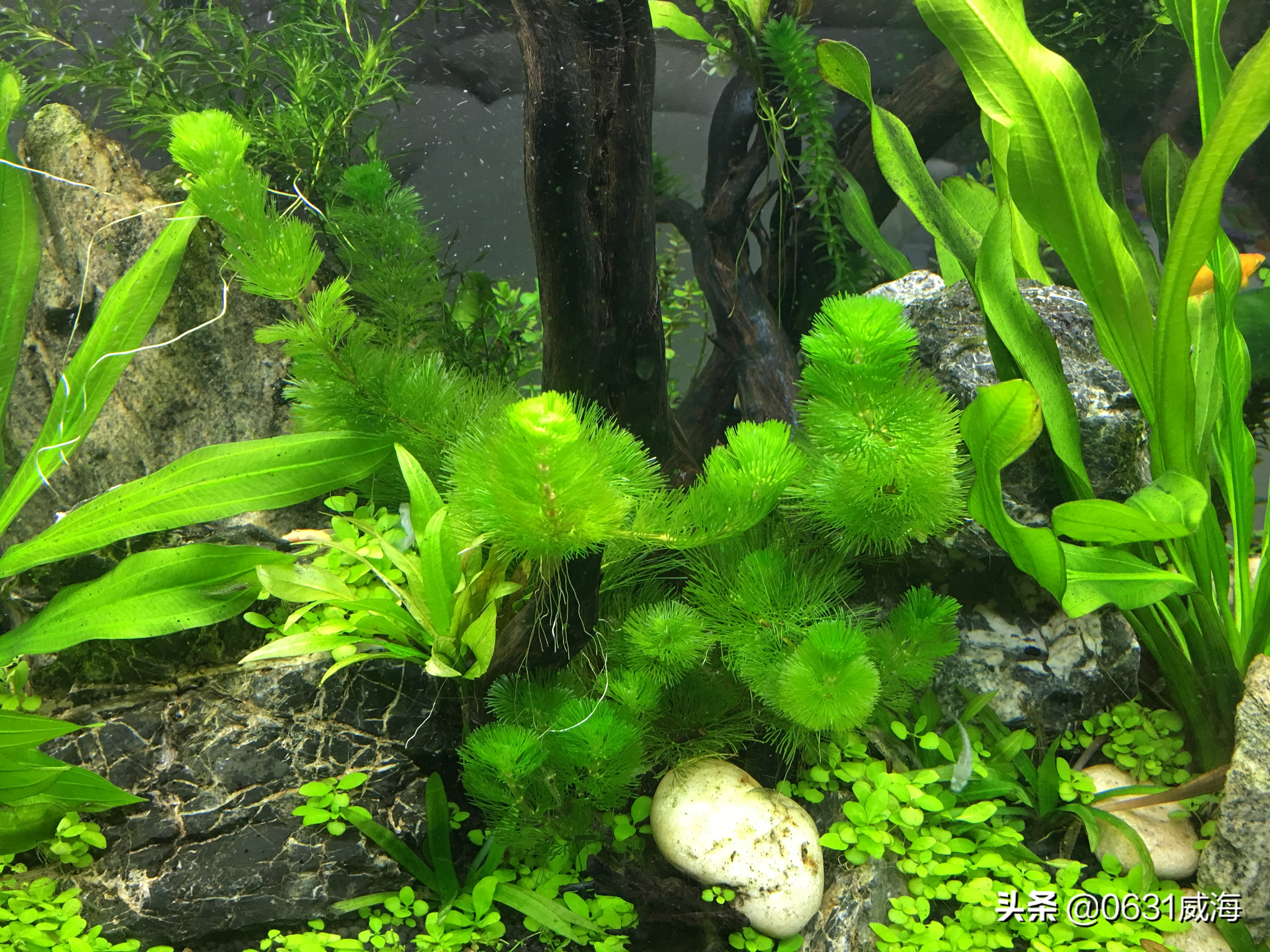 蜈蚣草饲养注意事项,蜈蚣草水草没有阳光会产生氧气吗