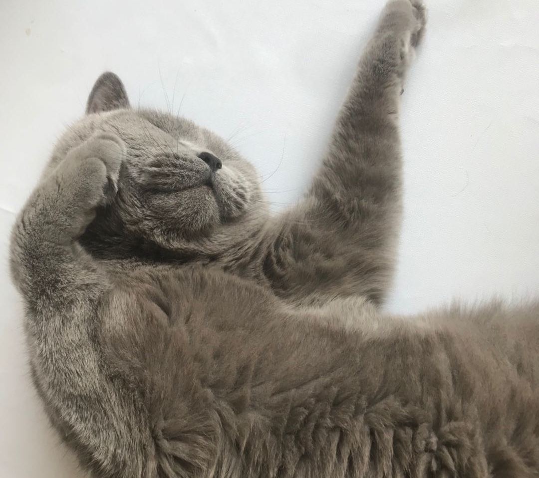 是不是有的猫不会踩奶啊,一般会踩奶的猫都是小猫吗