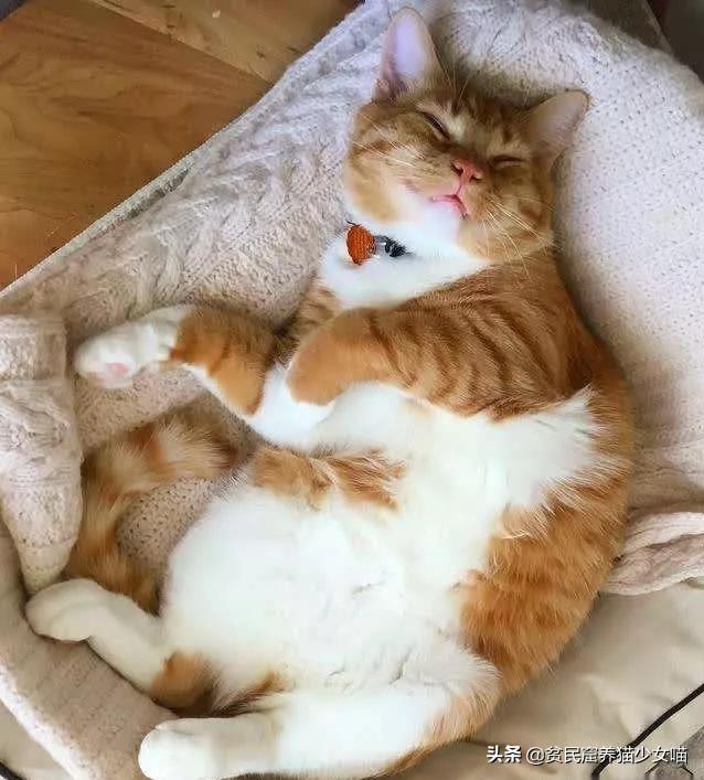 不是《武林秘籍》是《撸猫秘籍》，猫咪被撸时最爱的7个位置