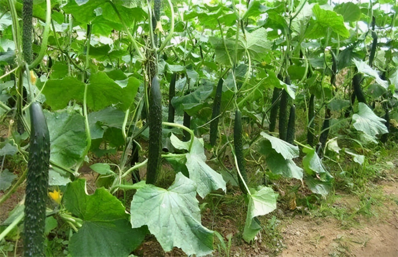 黄瓜枯萎病防治方法,黄瓜萎蔫症症状