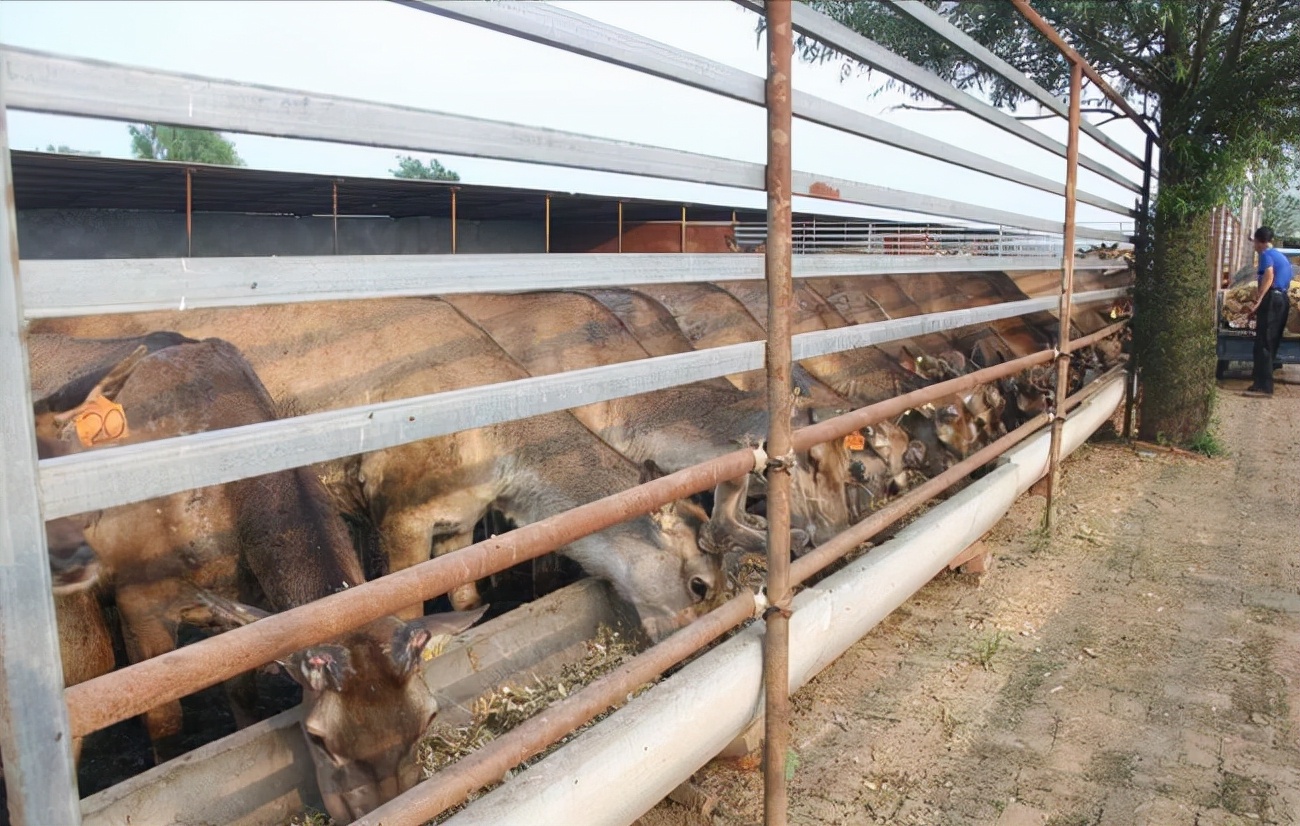 梅花鹿王娇,梅花鹿王娇简历