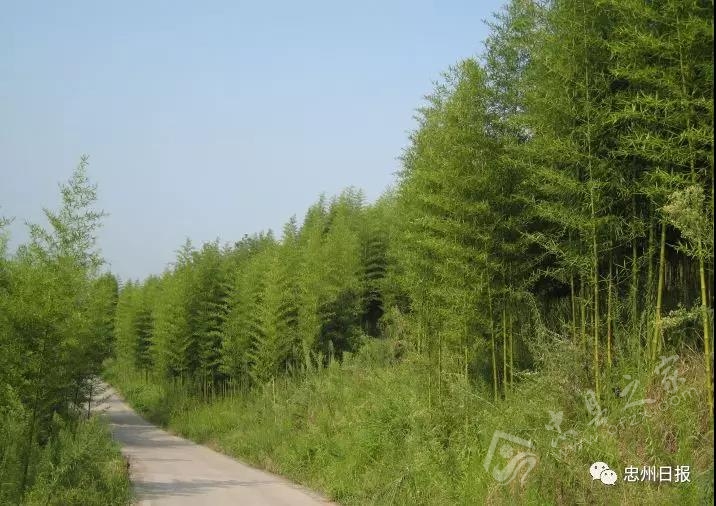 白石山林区生态环境,白石镇竹海