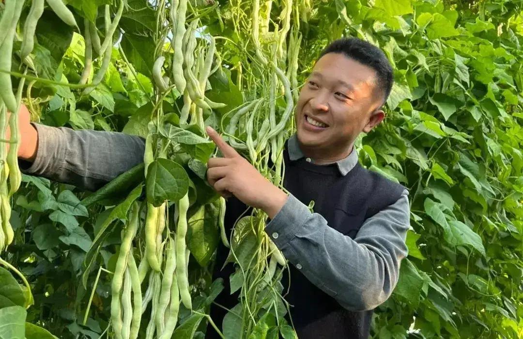 大学生回村种菜一年几百万,厌倦了打工的生活回村种菜养牛