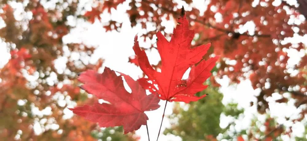 台儿庄祥和庄园自驾游攻略,台儿庄古城祥和庄园