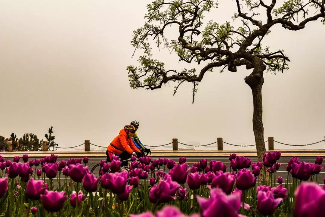 胶东地区春天的小鸟,胶东春天的雪