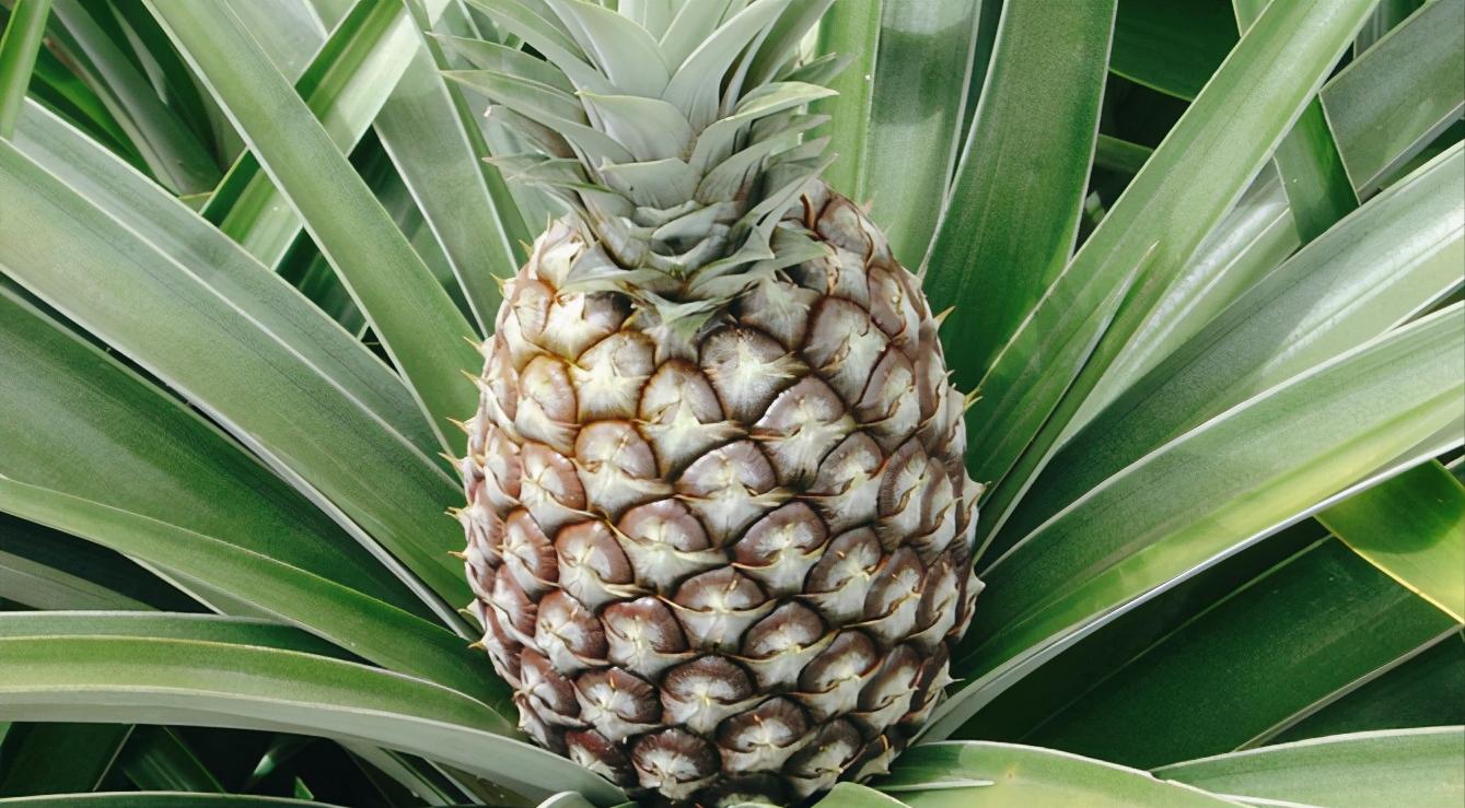 口感最好的凤梨菠萝,菠萝有哪些好吃的