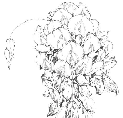 春日写生浪漫樱花,春季樱花写生季