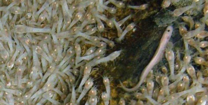 这只煮不熟的虾,生猛高能,竟难倒一众神厨