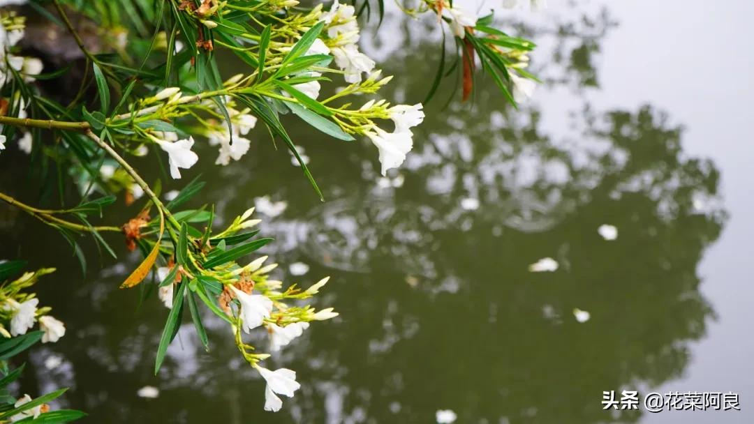 江南最忆是杭州,江南好最忆是杭州朗读