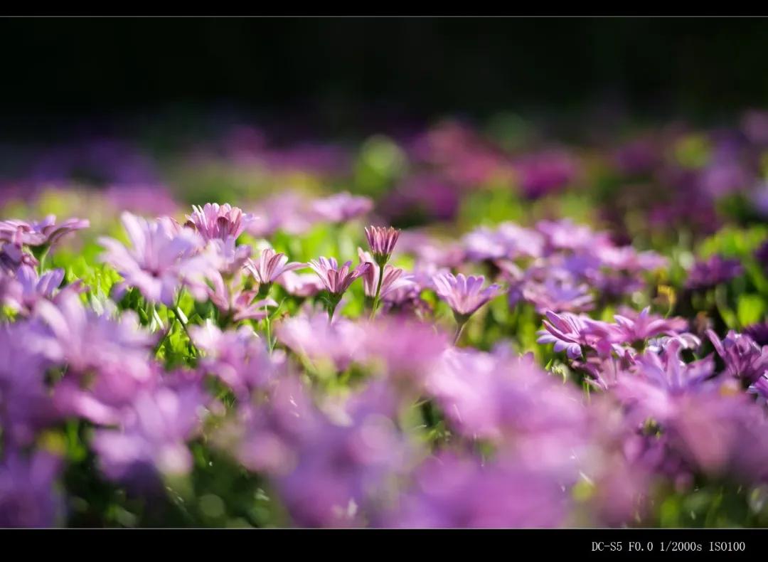 松下全画幅微单s5对焦,松下s5全画幅微单变焦镜头推荐