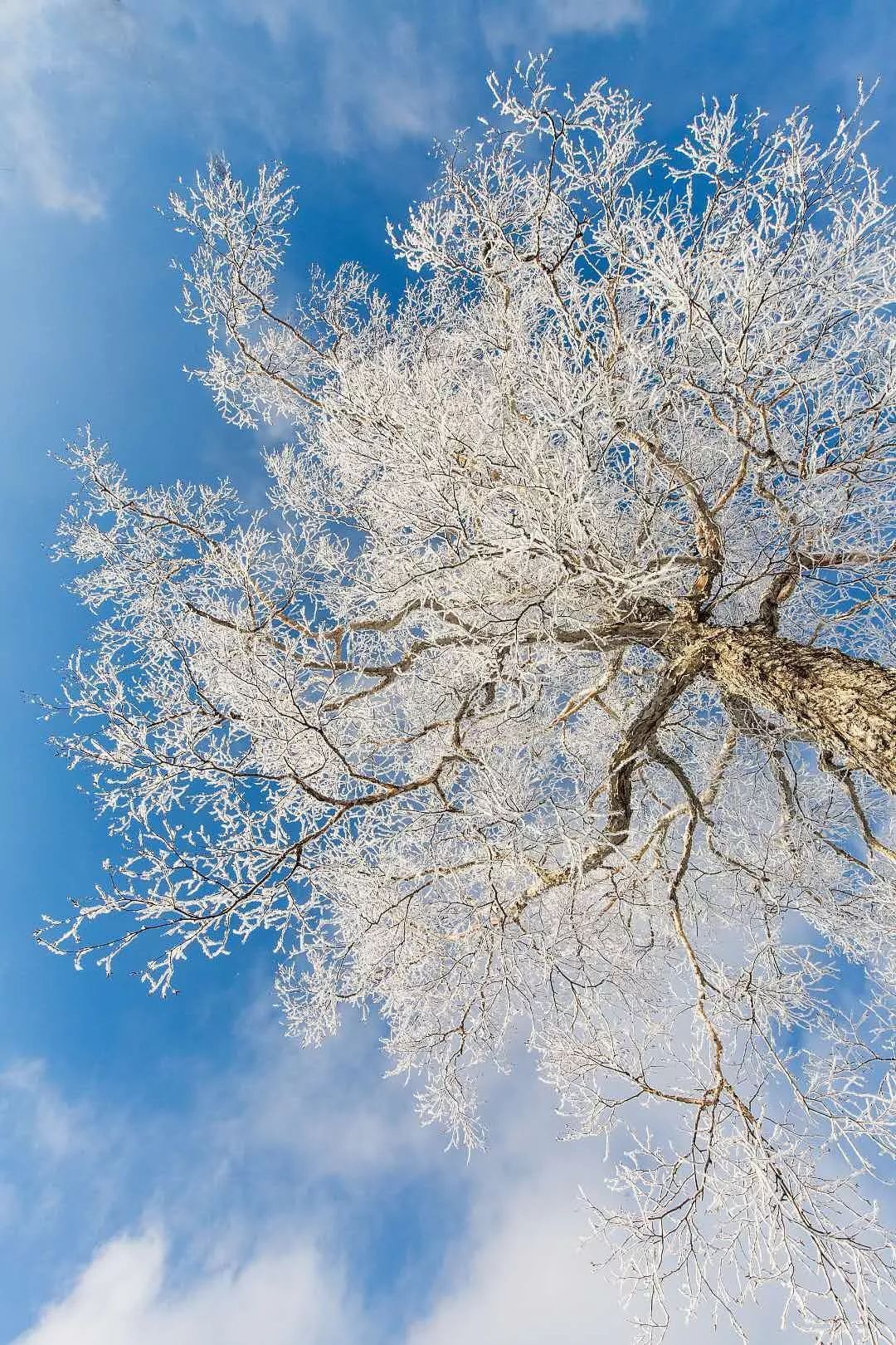 吉林在哪里看雾凇比较好,雾凇哪儿好看