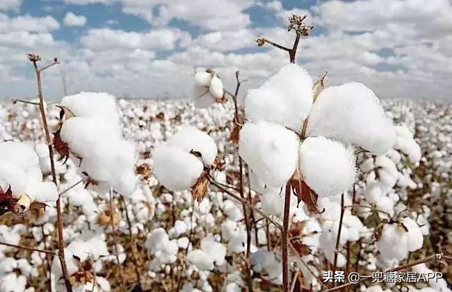 冬天盖羽绒被还是棉花被好,冬天适合的被子羽绒被