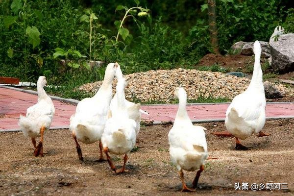 养鹅成了不少投资者看中的项目,养鹅的成本与利润,可以了解一下