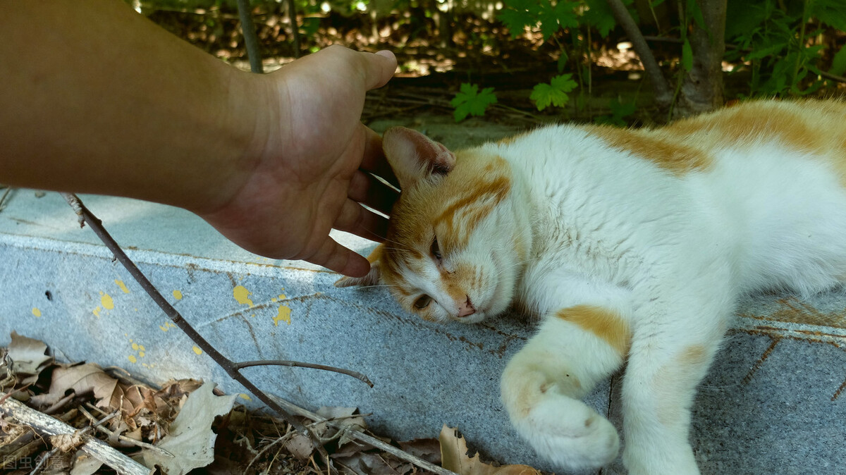 幼猫喝什么牌子的羊奶粉好,幼猫喝什么牌子的羊奶粉
