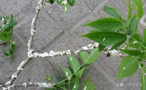 枣树采后巧管理，来年挂果笑呵呵！教你施肥、清园、防治病虫